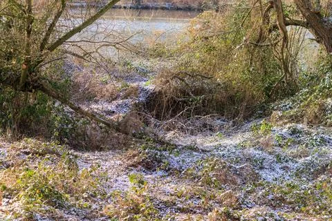 Winter forest on the river Stock-Fotos