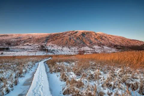 Winter forest on the river at sunset. Stock Photos