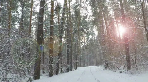 Winter forest road and sun. Slow motion Stock Footage 68413374