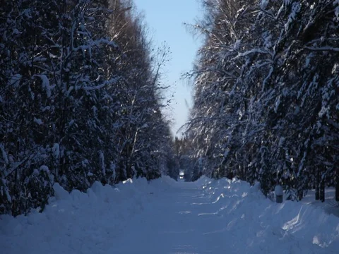 Winter forest road car Stock Footage 83730875