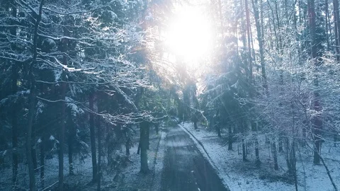 Winter forest road, covered with snow, smooth aerial motion Stock Footage 105348912