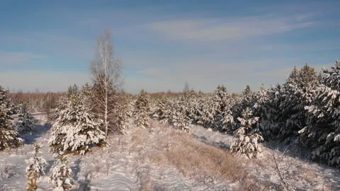 Winter forest road Stock Footage 147878091