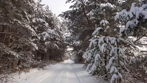 Winter forest road Stock Footage 166915575