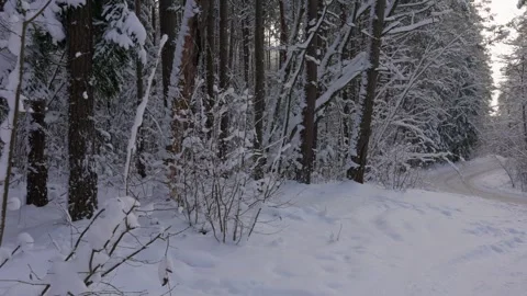 Winter forest road Stock Footage 327902164