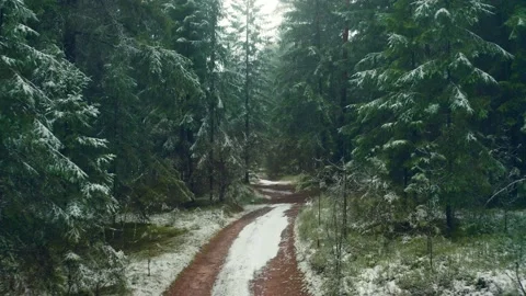 Winter forest road in the forest motion camera. Beautiful Christmas trees are Stock Footage 146815911