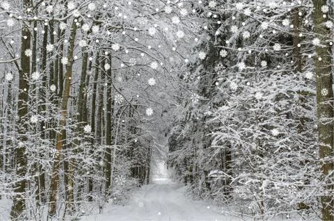 Winter forest road landscape with snowfall. Beautiful natural background with Stock Photos