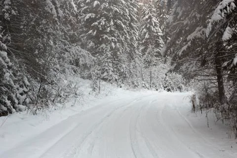 Winter forest road Stock Photos