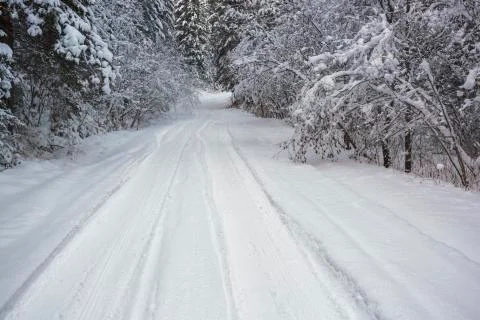 Winter forest road Foto stock