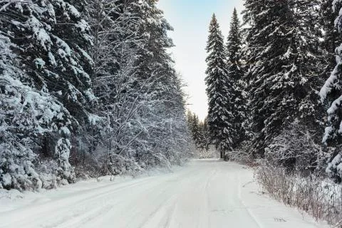 Winter forest road Stock Photos