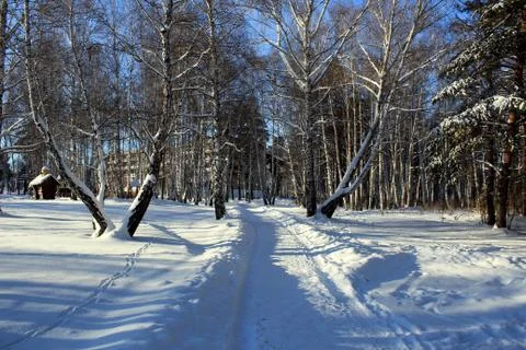 Winter forest with a road. Stock Photos