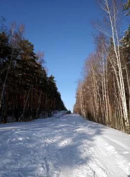 Winter forest road Stock Photos