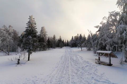 Winter forest. Road Stock Photos