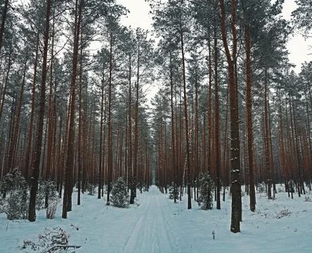Winter forest, road Foto stock