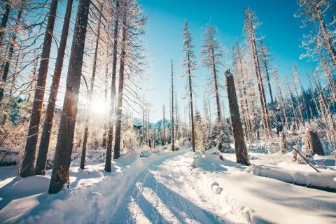 Winter forest road Stock-Fotos