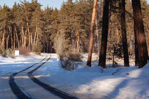Winter forest road through pine forest, copy space Stock Photos
