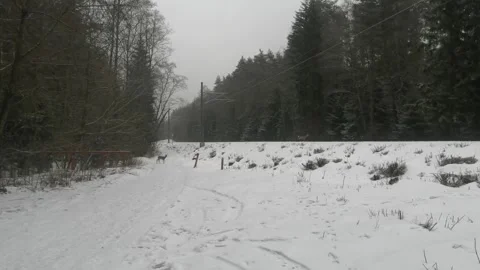 Winter forest roe deer crossing railroad tracks Video stock 234112444