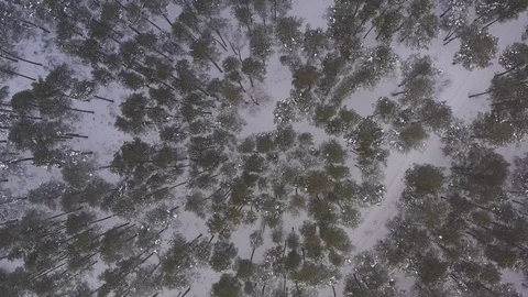 Winter forest in Russia Stock Footage 101662052