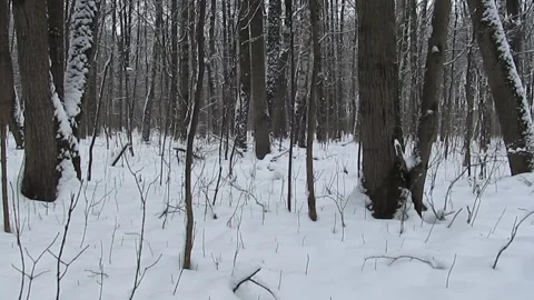 Winter forest in Russia Stock Footage 167806351