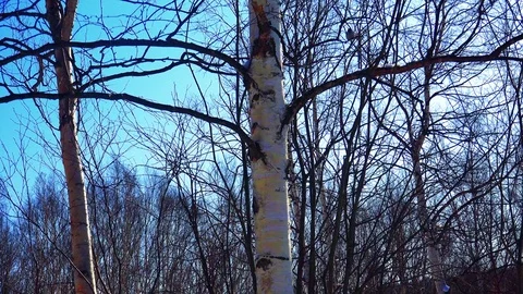 Winter forest of Sakhalin Island Stock Footage 73853592