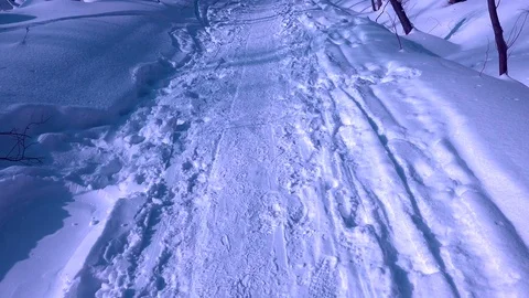 Winter forest of Sakhalin Island Stock Footage 73854058