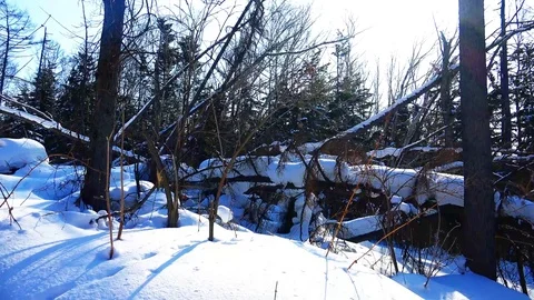 Winter forest of Sakhalin Island Stock Footage 73871345