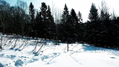 Winter forest of Sakhalin Island Stock Footage 73871380