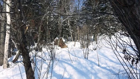 Winter forest of Sakhalin Island Stock Footage 73871404