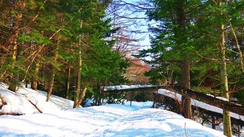 Winter forest of Sakhalin Island Stock Footage 75395537