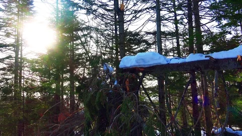 Winter forest of Sakhalin Island Stock Footage 75395582