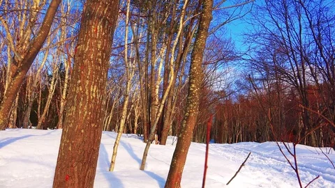 Winter forest of Sakhalin Island Stock Footage 75395833
