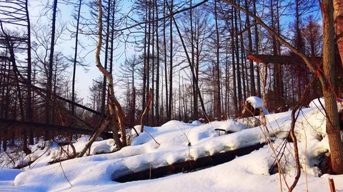 Winter forest of Sakhalin Island Stock Footage 75395848