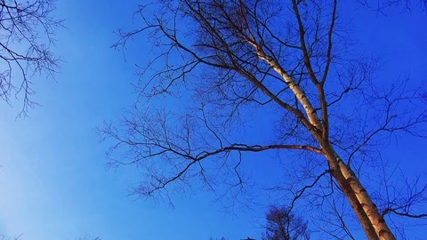 Winter forest of Sakhalin Island Stock Footage 75395886