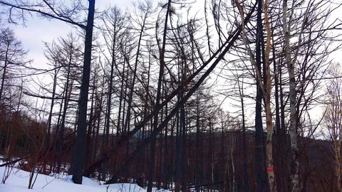 Winter forest of Sakhalin Island Stock Footage 75396013