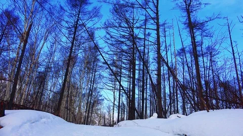 Winter forest of Sakhalin Island Stock Footage 75396032