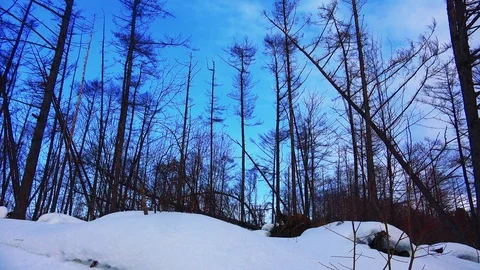 Winter forest of Sakhalin Island Stock Footage 75396048