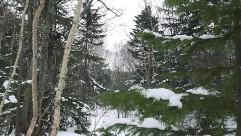 Winter forest of Sakhalin Island Stock Footage 75397982