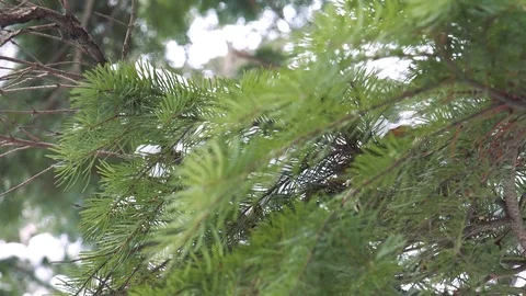 Winter forest of Sakhalin Island Stock Footage 75398003