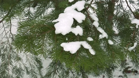 Winter forest of Sakhalin Island Stock Footage 75398022