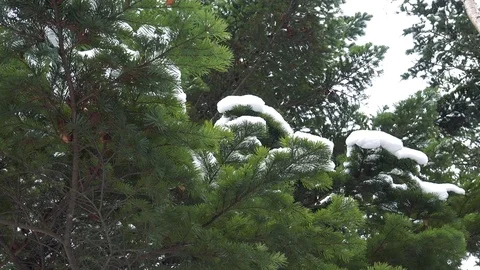 Winter forest of Sakhalin Island Stock Footage 75398029
