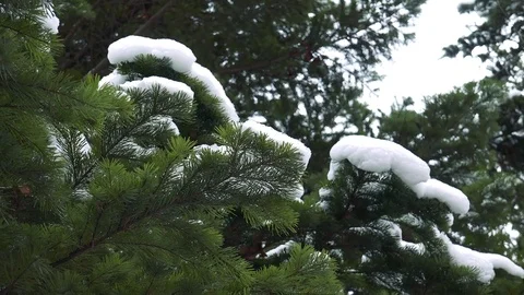 Winter forest of Sakhalin Island Stock Footage 75398036