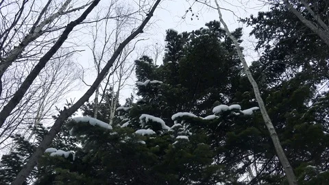 Winter forest of Sakhalin Island Stock Footage 75398046