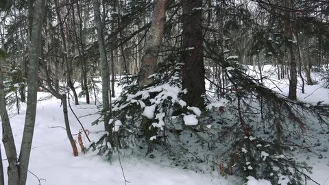 Winter forest of Sakhalin Island Stock Footage 75398055