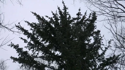 Winter forest of Sakhalin Island Stock Footage 75398063