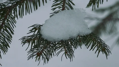 Winter forest of Sakhalin Island Stock Footage 75398068