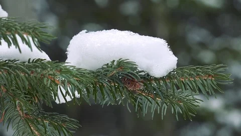 Winter forest of Sakhalin Island Stock Footage 75398075