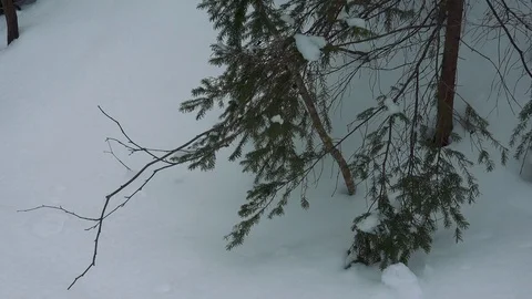 Winter forest of Sakhalin Island Stock Footage 75398085