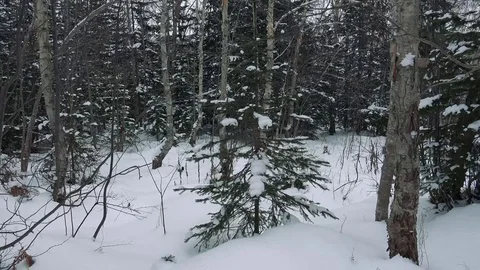 Winter forest of Sakhalin Island Stock Footage 75398091