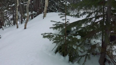 Winter forest of Sakhalin Island Stock Footage 75398096