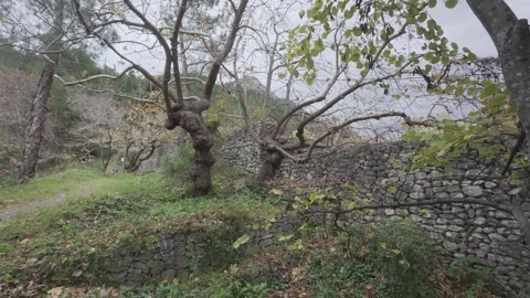 Winter forest scene with bare trees and ancient stone structure Stock Footage 338107574
