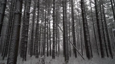 Winter forest scene as camera moves towards forest floor Stock Footage 61008545